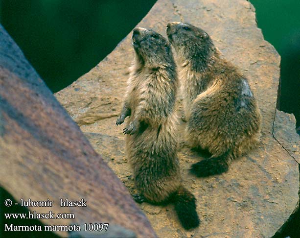 Marmota marmota 10097