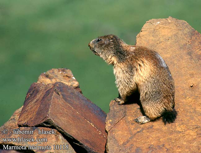 Marmota marmota 10115
