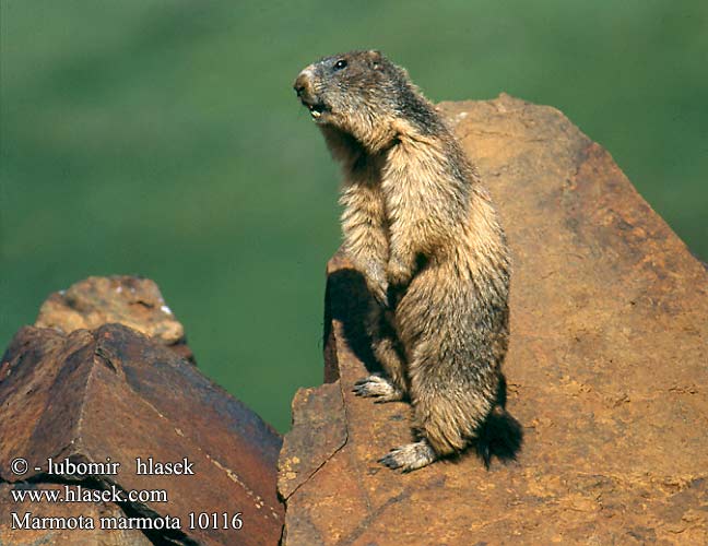 Marmota marmota 10116