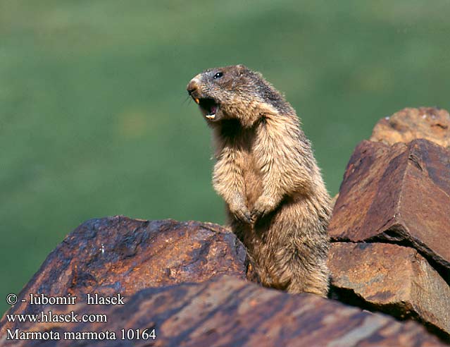 Marmota marmota 10164