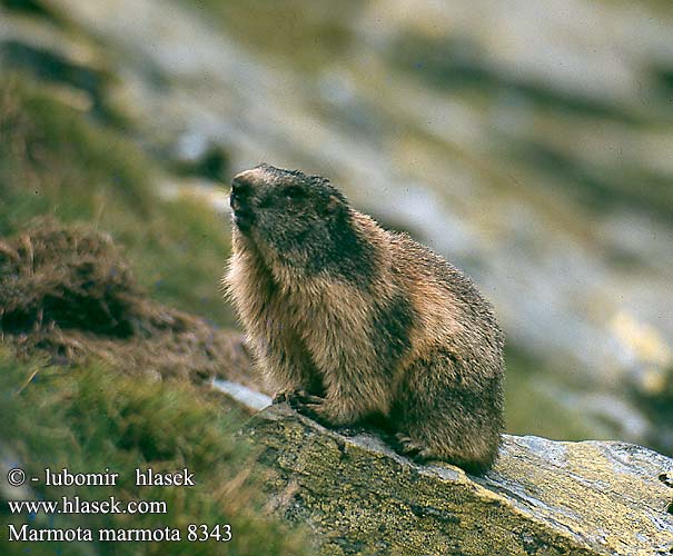 Европейский сурок Альпийский Cурок гірський Marmota marmota