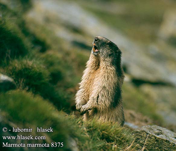 Marmota marmota 8375