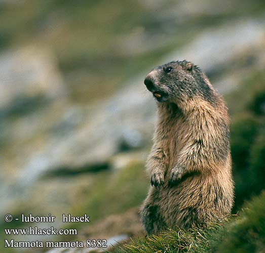 Marmotta delle Alpi Marmota alpină Alpmurmeldjur Marmotte Alpes アルプスマーモッ�