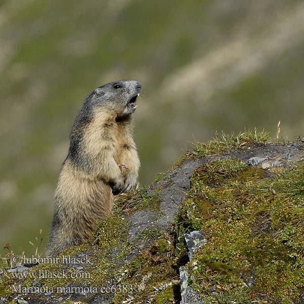 Marmota marmota ee6383