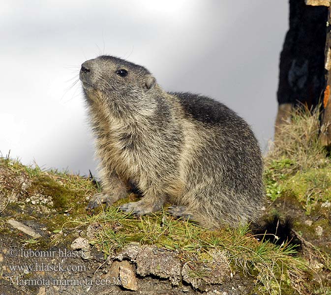Marmota marmota ee6385