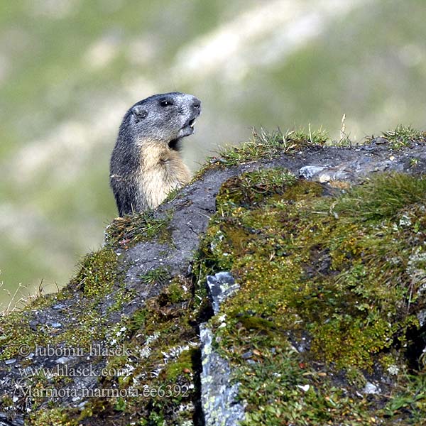 Marmota marmota ee6392