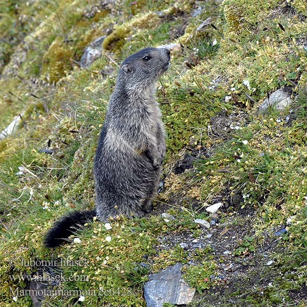 Marmota marmota ee6428