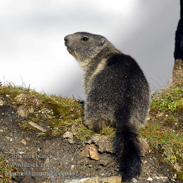 Marmota marmota ee6442