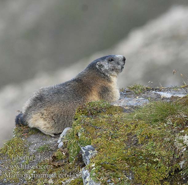 Marmota marmota ee6448