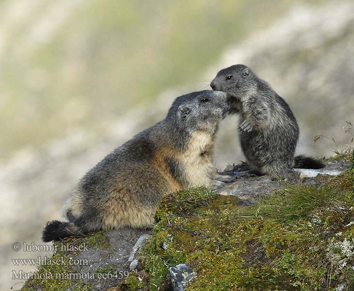 Marmotta delle Alpi Marmota alpină Alpmurmeldjur гірський Marmota marmota