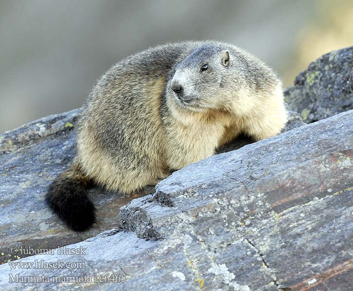 Cурок гірський Marmota marmota alpina Alpine Marmot Marmotte Alpes