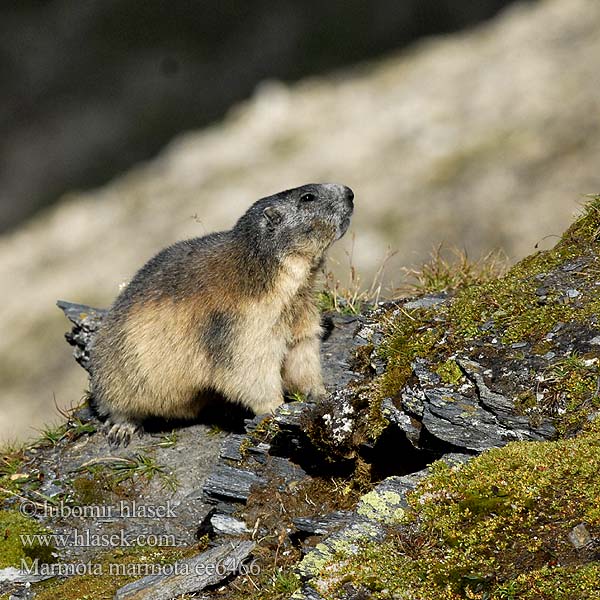 Marmota marmota alpina Cурок гірський Alpine Marmot Marmotte Alpes