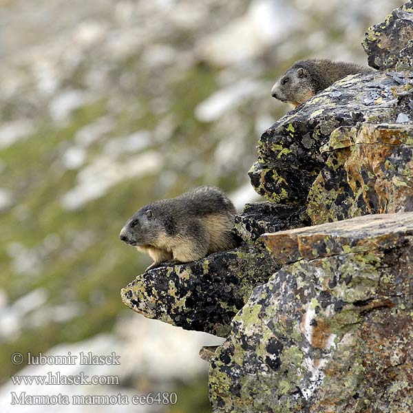 Marmota marmota alpina アルプスマーモット Alpski svizec