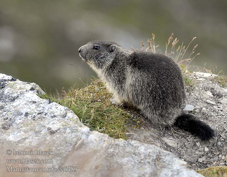 Marmota marmota alpina Alpski svizec 알프스마못