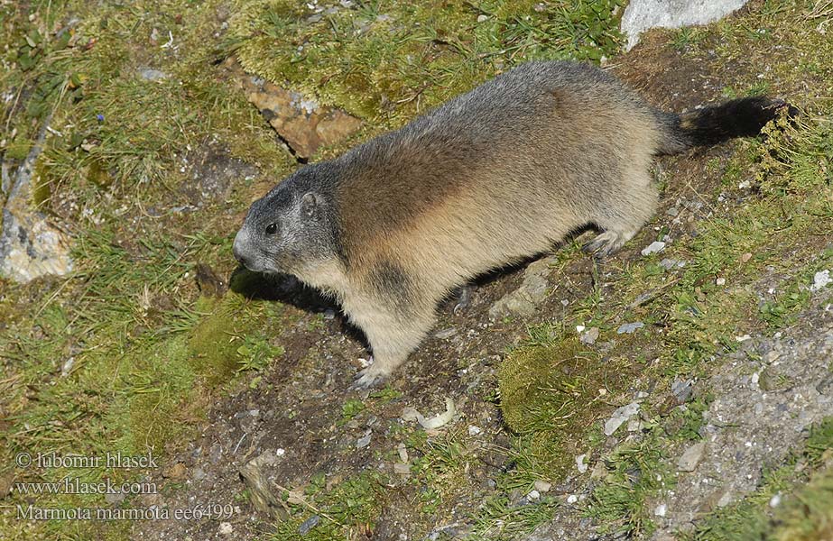 Marmota marmota alpina 알프스마못 Европейский сурок Альпийский Cурок