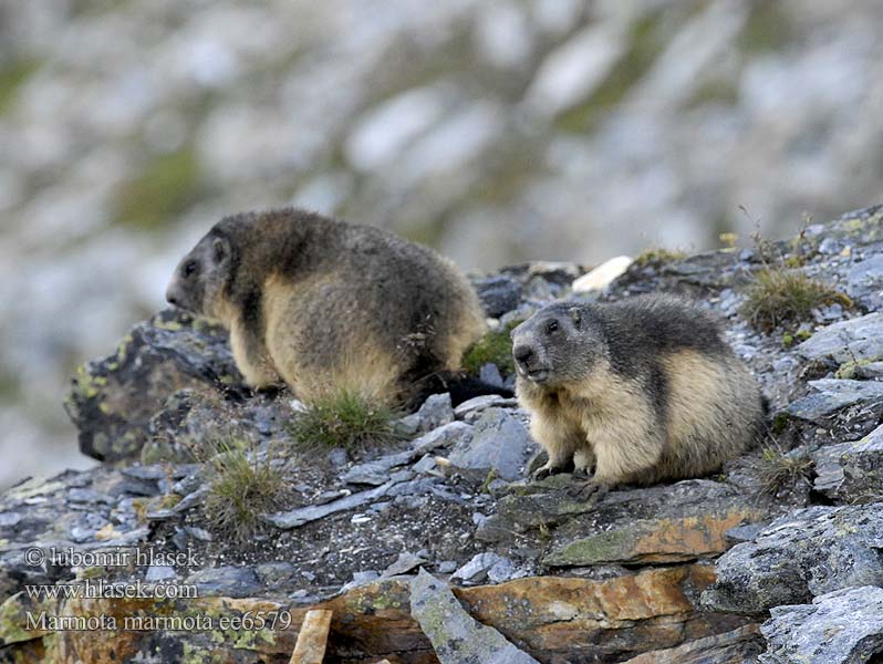 Marmota marmota alpina Европейский сурок Альпийский Cурок