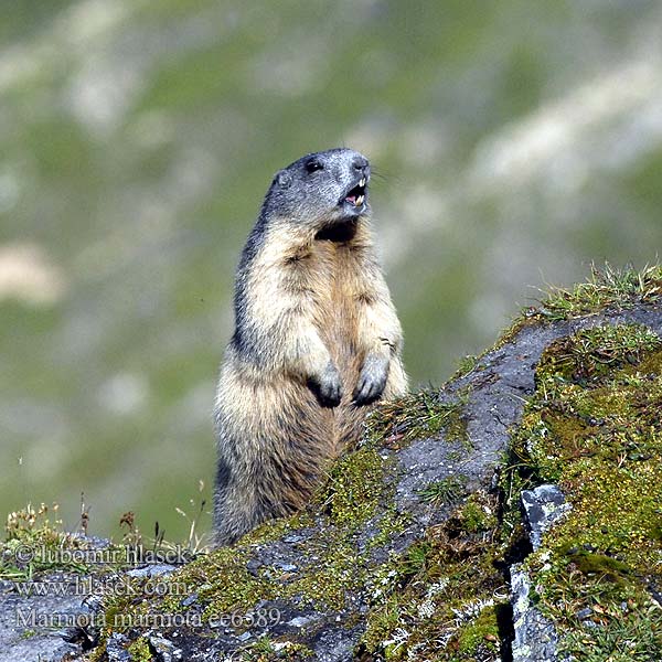 Marmota marmota alpina Alpenmurmeltier Marmota común Svišť horský Świstak Svišť vrchovský