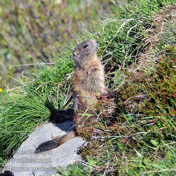 Marmota marmota alpina Alpine Marmot