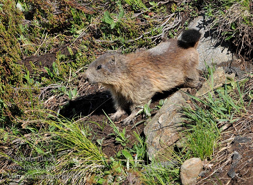 Marmota marmota alpina Alpenmurmeltier Marmota común
