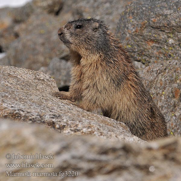 Marmota marmota alpina Świstak Svišť vrchovský