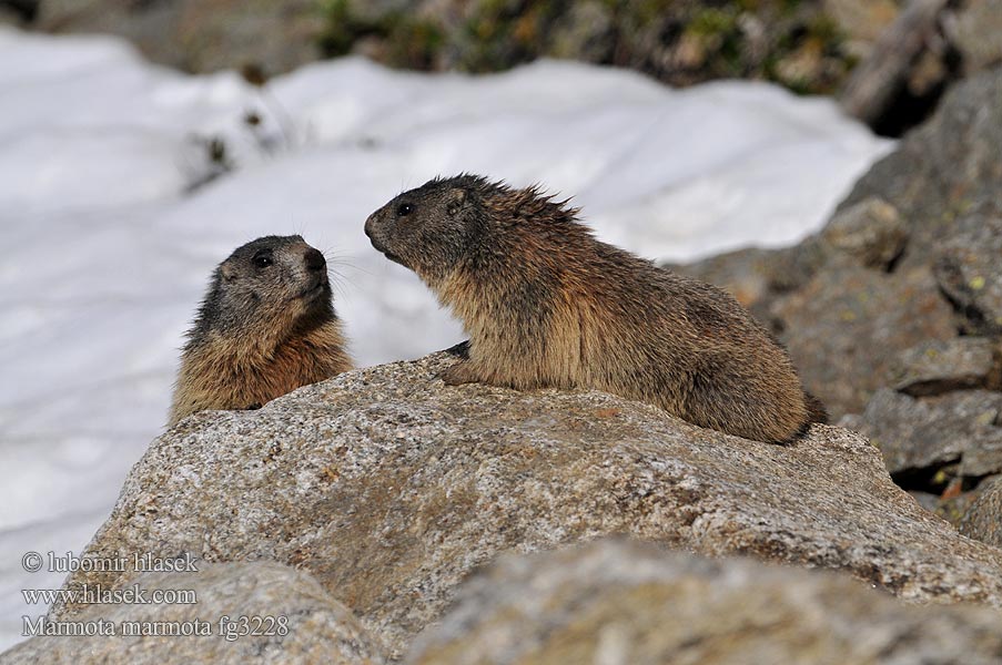 Marmota marmota alpina Alpenmarmot Murmeli