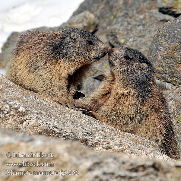Marmota marmota alpina Dağ sıçanı Алпийски мармот