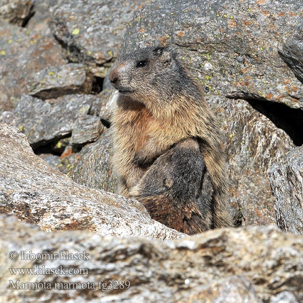 Marmota marmota alpina Marmotta delle Alpi
