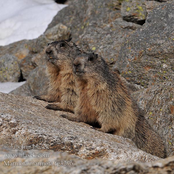 Marmota marmota alpina alpină Alpmurmeldjur Marmotte Alpes