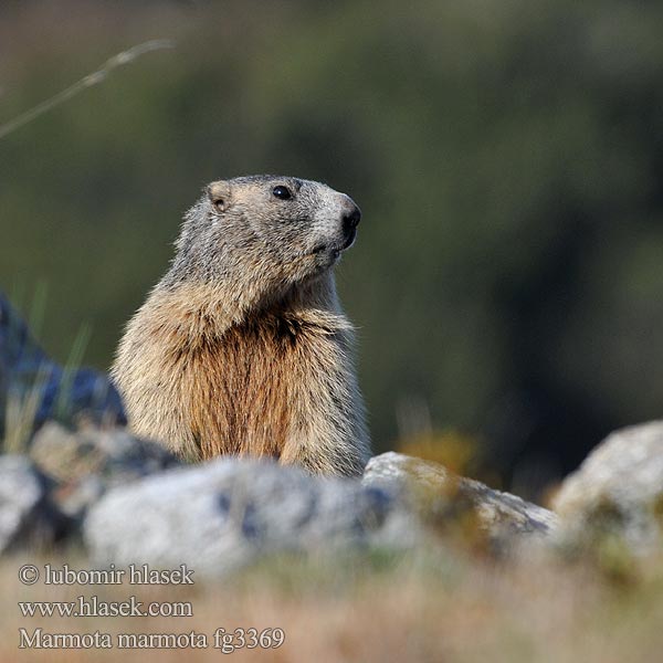 Marmota marmota Marmotte Alpes Европейский сурок