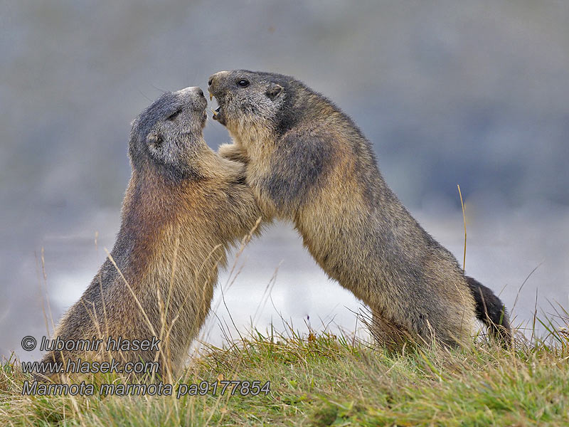 Marmota marmota