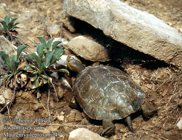 Mauremys leprosa Spanische Wasserschildkröte