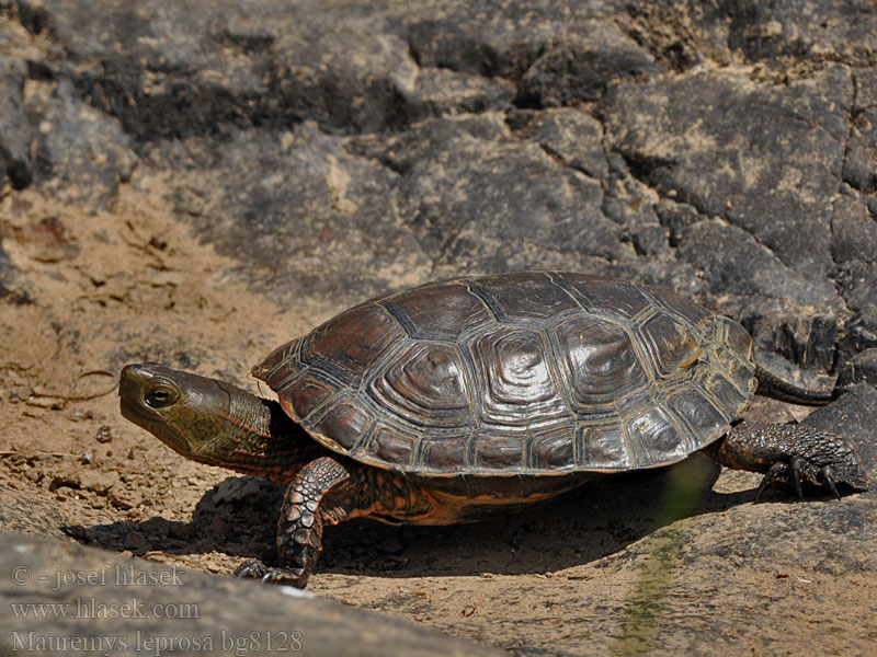 Средиземноморская водяная Мавританская черепаха