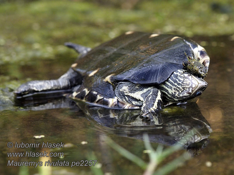 Mauremys rivulata Westkaspische Schildkröte Balkan pond turtle