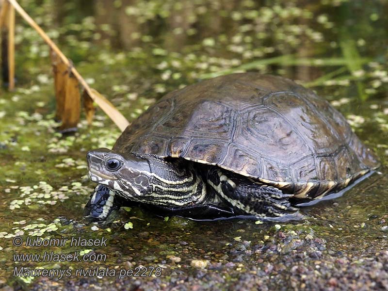 Mauremys rivulata Балканская прудовая черепаха Tartaruga palustre