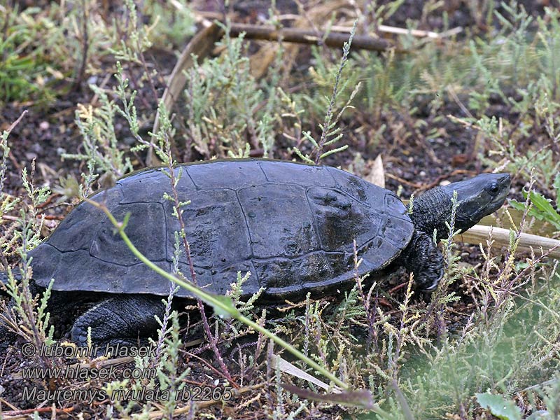 Mauremys rivulata Balkanin lampi kilpikonna Balkan damskildpadde