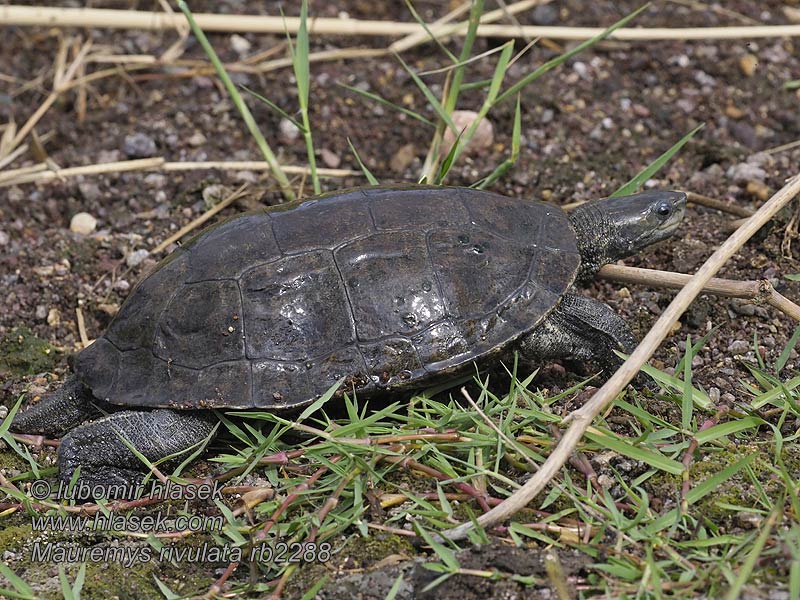 Westkaspische Schildkröte Mauremys rivulata