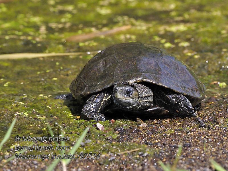 Balkan gölet kaplumbağa Mauremys rivulata