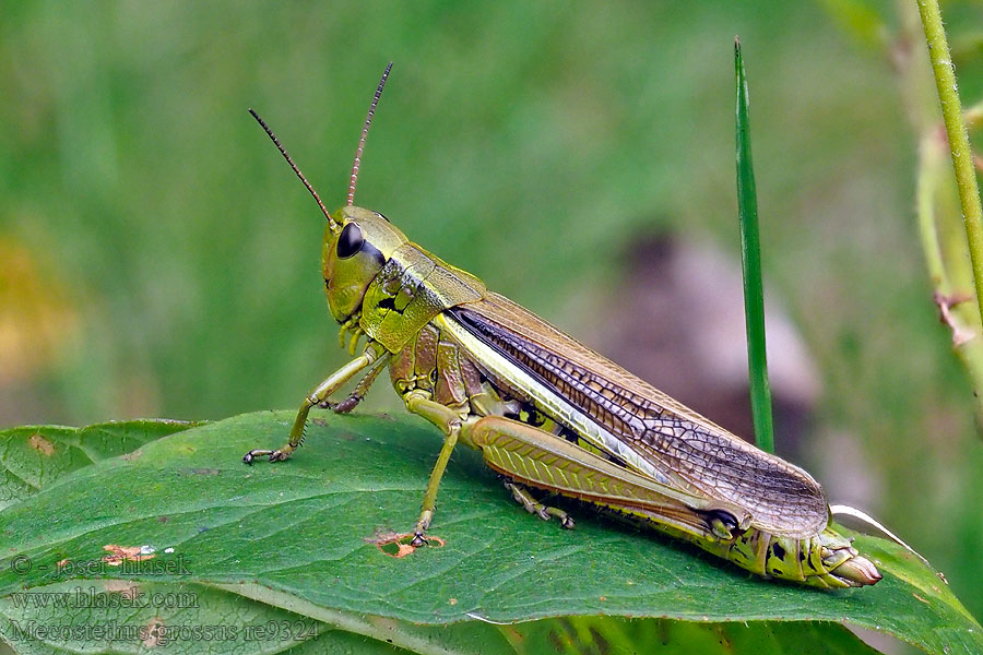 Large Marsh Grasshopper Sumpfschrecke Sumpgræshoppe Mecostethus grossus