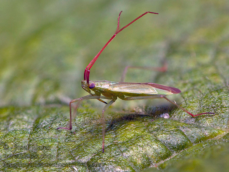 Megaloceroea recticornis Klopuška trnonohá