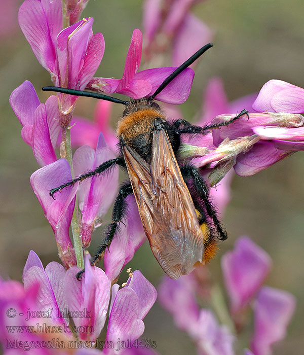Megascolia maculata Сколия-гигант Mammoth wasp