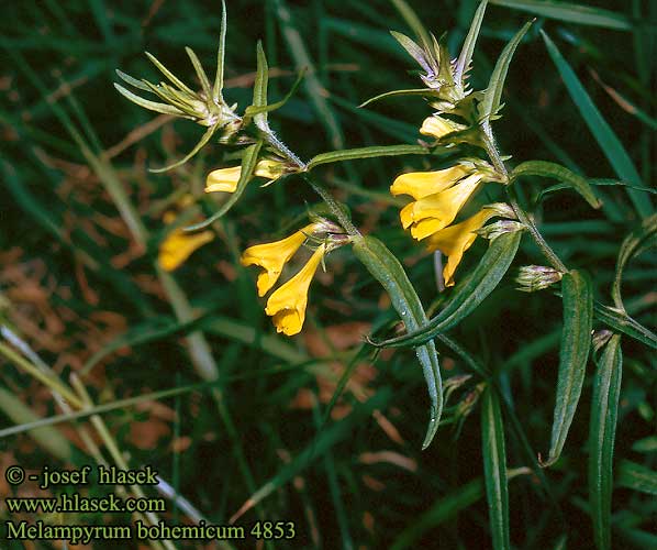 Melampyrum bohemicum subalpinum angustissimum Černýš český Čermeľ český