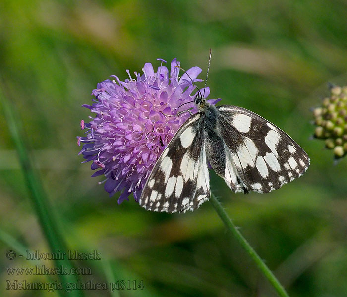 Ruutuperhonen Dambordje Пестроглазка Галатея Шахматна Melanargia galathea