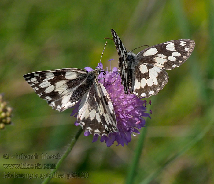 Okáč bojínkový Medioluto nortena Schackfjäril Melanargia galathea