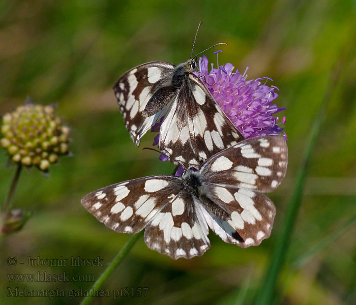 Polowiec szachownica Očkáň timotejkový Melanargia galathea