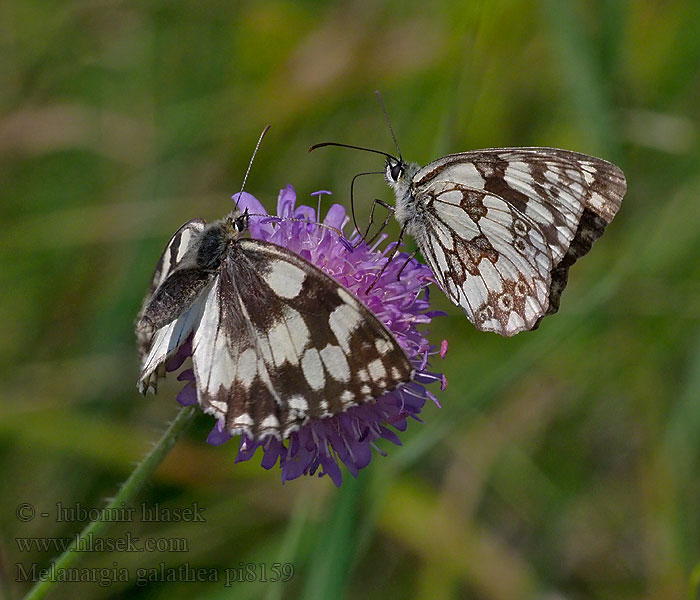 Marbled White Demi-Deuil Sakktáblalepke Damenbrett Schachbrett Melanargia galathea