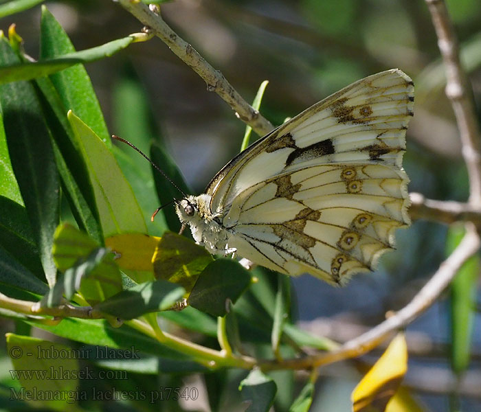 Iberisches Schachbrett Iberian marbled white Échiquier ibérique Spaans dambordje Medioluto ibérica Melanargia lachesis