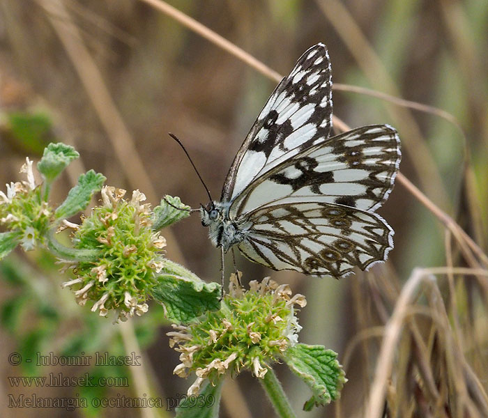 Melanargia occitanica Western marbled white