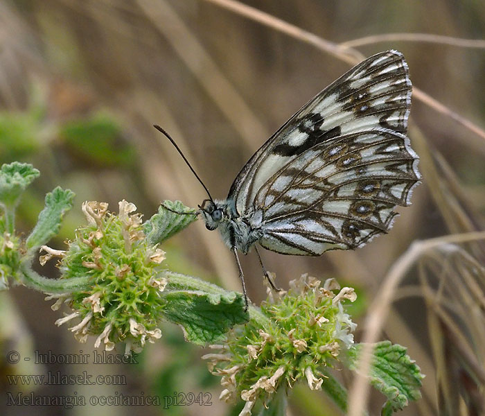 Melanargia occitanica Échiquier Occitanie Westelijk dambordje