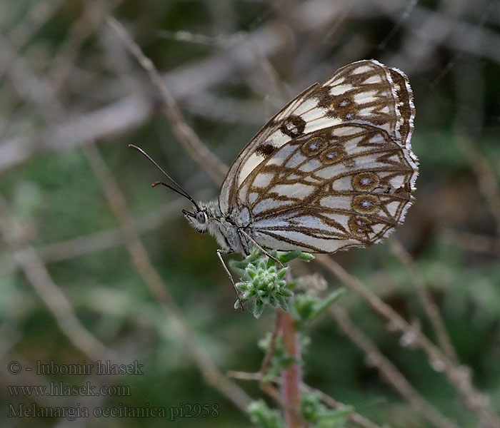 Melanargia occitanica Western marbled white Medioluto herrumbrosa