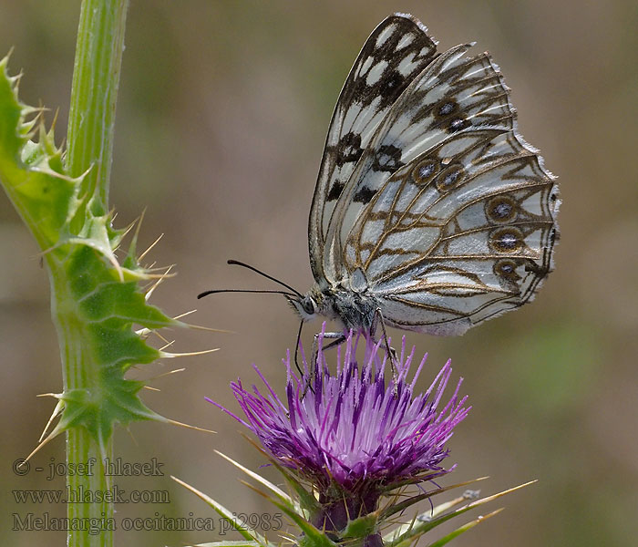 Melanargia occitanica Medioluto herrumbrosa